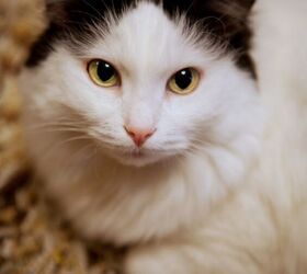 A Reverse Tuxedo Cat? Let's Check This Out!
