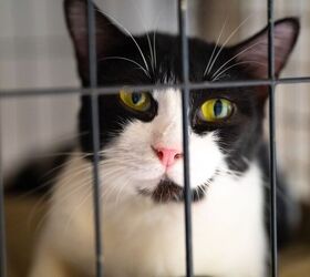 After 136 Days, Feline Dolly Purrton Finally Gets a Home