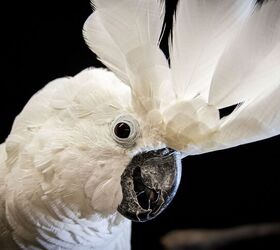 Boo the Cockatoo Named 2026 Pet Partners Pet of the Year
