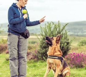 7 dog owner pet peeves how to be a considerate owner, Image Canva