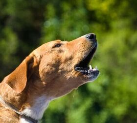 7 dog owner pet peeves how to be a considerate owner, Image Canva