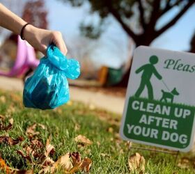 7 dog owner pet peeves how to be a considerate owner, Image Canva