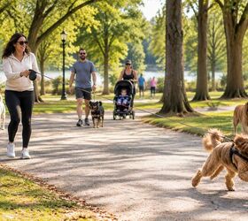 7 dog owner pet peeves how to be a considerate owner