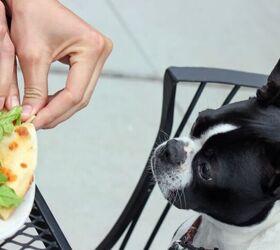 7 dog owner pet peeves how to be a considerate owner, Image Canva