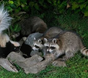 Rabies is Back! Is Your Pet Safe?
