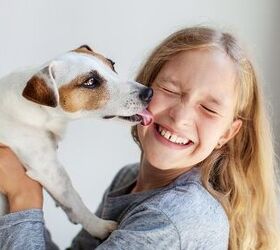 the sloppy truth about why dogs lick your face, photo credit Gladskikh Tatiana shutterstock com