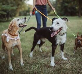 4 things your dog wishes youd do more often, Image Canva