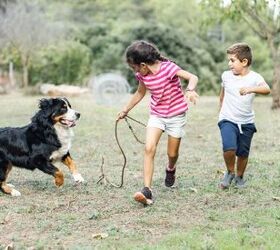 4 things your dog wishes youd do more often, Image Canva