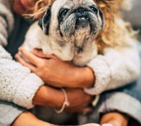 4 things your dog wishes youd do more often, Image Canva