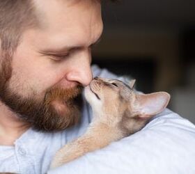 The Real Reason Your Cat Bumps Its Nose Against Yours