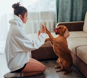 4 Signs Your Dog Feels Completely Comfortable With You