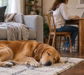 4 signs your dog feels completely comfortable with you