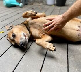 4 signs your dog feels completely comfortable with you, Image Canva