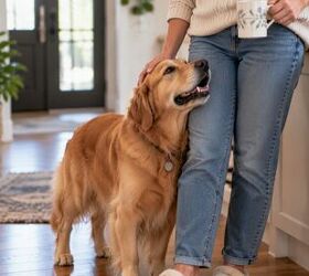 4 signs your dog feels completely comfortable with you
