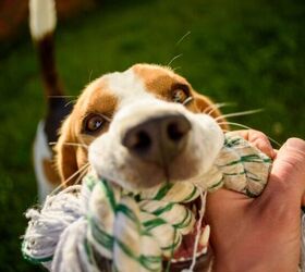 4 signs your dog feels completely comfortable with you, Image Canva