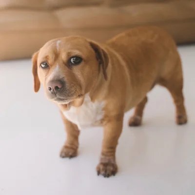 meet cashew the rescue dog with a permanently worried face, photo credit cashewtok
