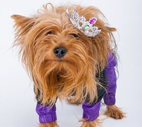 Cutest of the Cute: People Magazine's World's Cutest Rescue Contest ...