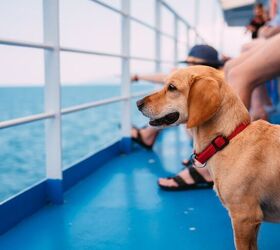 Circle Line's Howling Halloween Pup Cruise Sails Into Year 5 | PetGuide