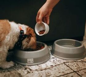 is my dog weird for only eating at night 5 possible explanations, Image Canva