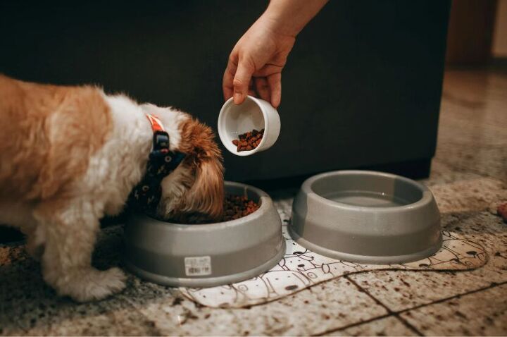 is my dog weird for only eating at night 5 possible explanations, Image Canva
