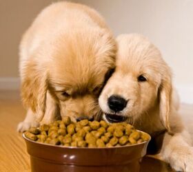 is my dog weird for only eating at night 5 possible explanations, Image Canva