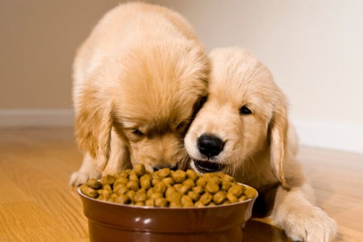 is my dog weird for only eating at night 5 possible explanations, Image Canva