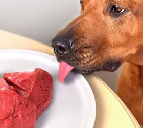 Is My Dog Weird For Only Eating at Night: 5 Possible Explanations ...
