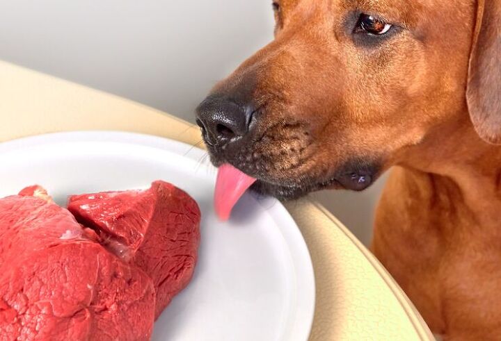 is my dog weird for only eating at night 5 possible explanations, Image Canva