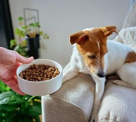 is my dog weird for only eating at night 5 possible explanations, Image Canva