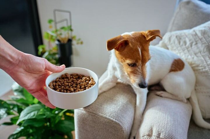 is my dog weird for only eating at night 5 possible explanations, Image Canva
