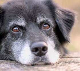 Common Mistakes Owners Make As Their Dogs Get Older | PetGuide