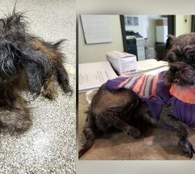 The ‘Mystery Animal’ Dropped At A Shelter Was A Dog | PetGuide