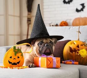 Keep Trick or Treating Safe for the Four Legged Family Member | PetGuide