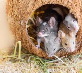 Do Mice Make Good Pets? Things to Consider Before Bringing Them Home ...