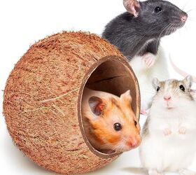 Do Mice Make Good Pets? Things to Consider Before Bringing Them Home ...