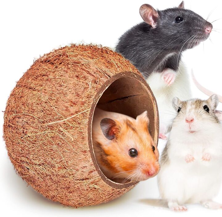 Hay For Rats Do Mice Make Good Pets? Things to Consider Before Bringing Them Home ...