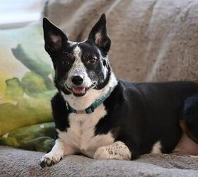 Top 10 Longest-Living Dog Breeds According to an Extensive UK Study ...