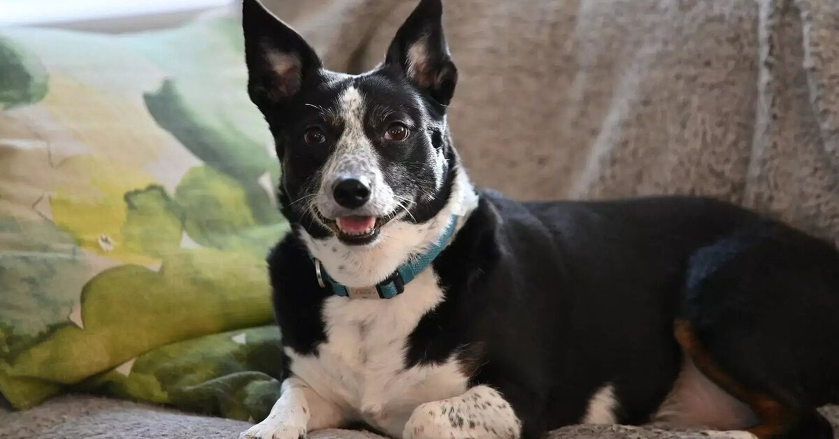 Study Guide Cat Top 10 Longest-Living Dog Breeds According to an Extensive UK Study ...