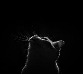 It's Almost All Hallow's Eve...and Black Cats Rule! | PetGuide