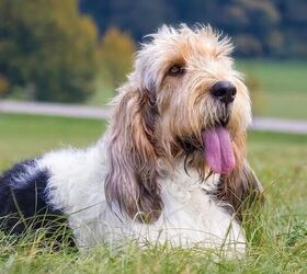 5 of the Rarest Dog Breeds in the World | PetGuide