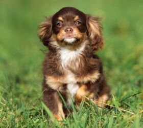 Chi hot sale spaniel puppy