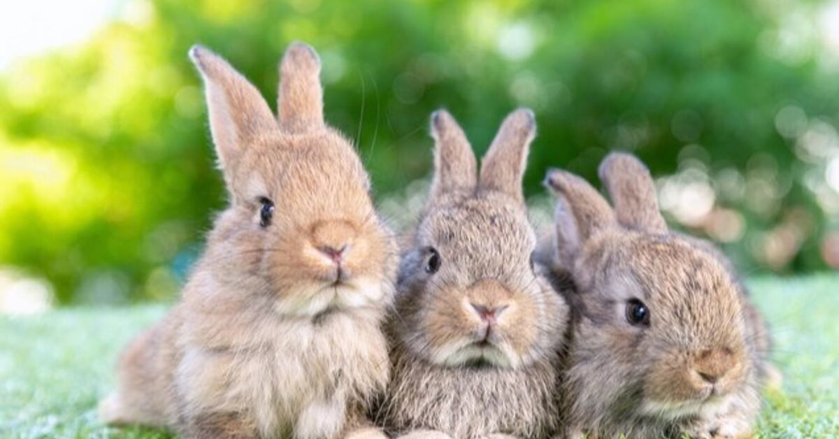 10 Best Rabbits for Pets | PetGuide