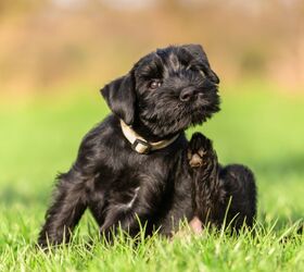 How to Protect Your Dog From Fleas and Ticks PetGuide