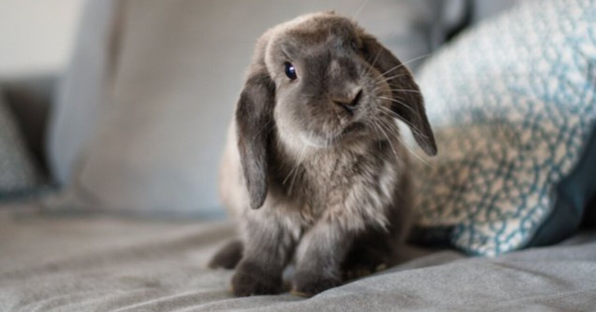 10 Best Indoor Rabbits | PetGuide