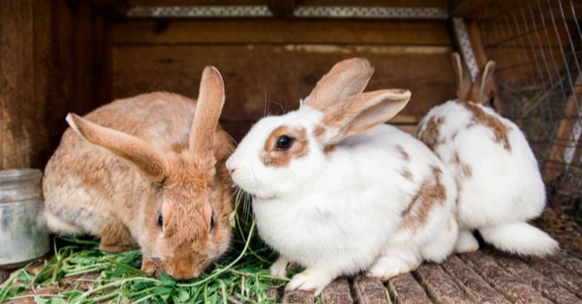 10 Best Outdoor Rabbit Breeds | PetGuide