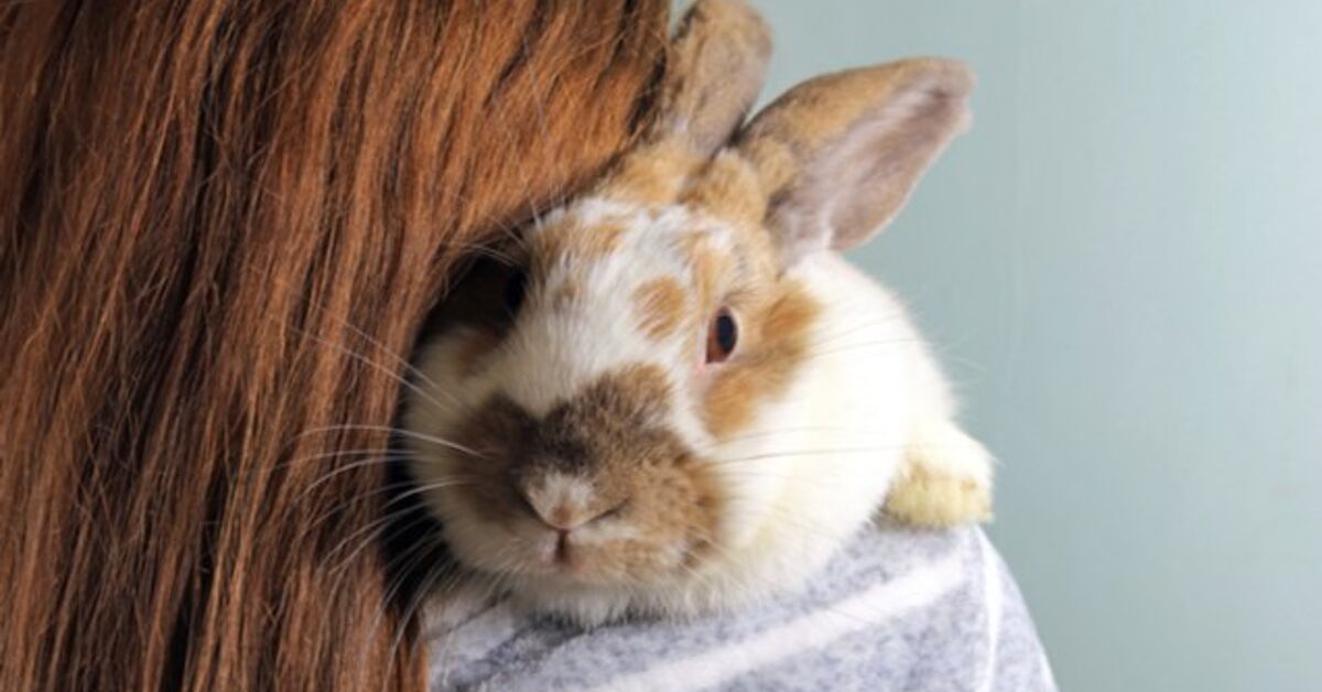 10 Friendliest Rabbit Breeds | PetGuide