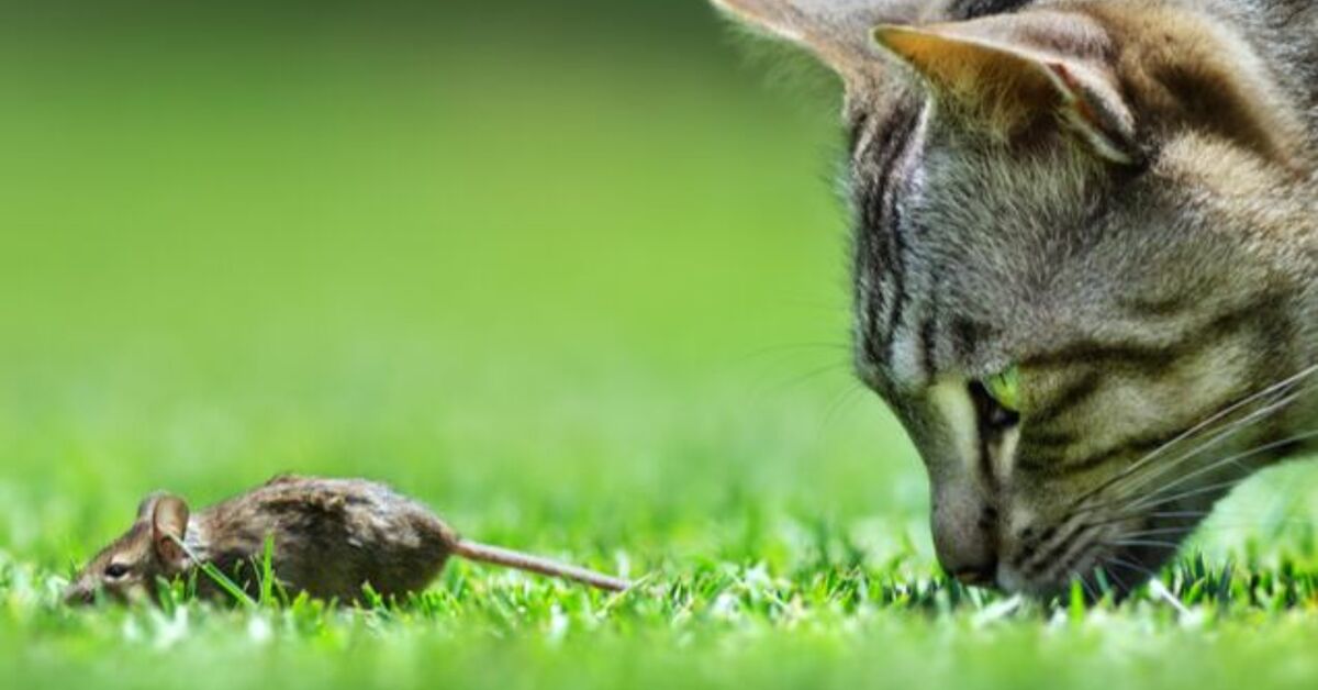 US Company Launches Mouse Meat Cat Food for Finicky Felines | PetGuide