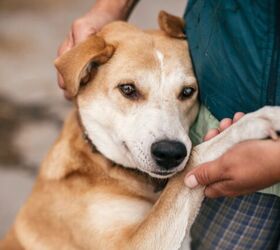 The Netherlands Just Became First County With No Stray Dogs PetGuide