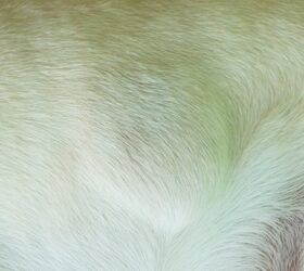 My Dog Has Fat Lumps Do They Mean My Pet is Overweight? PetGuide