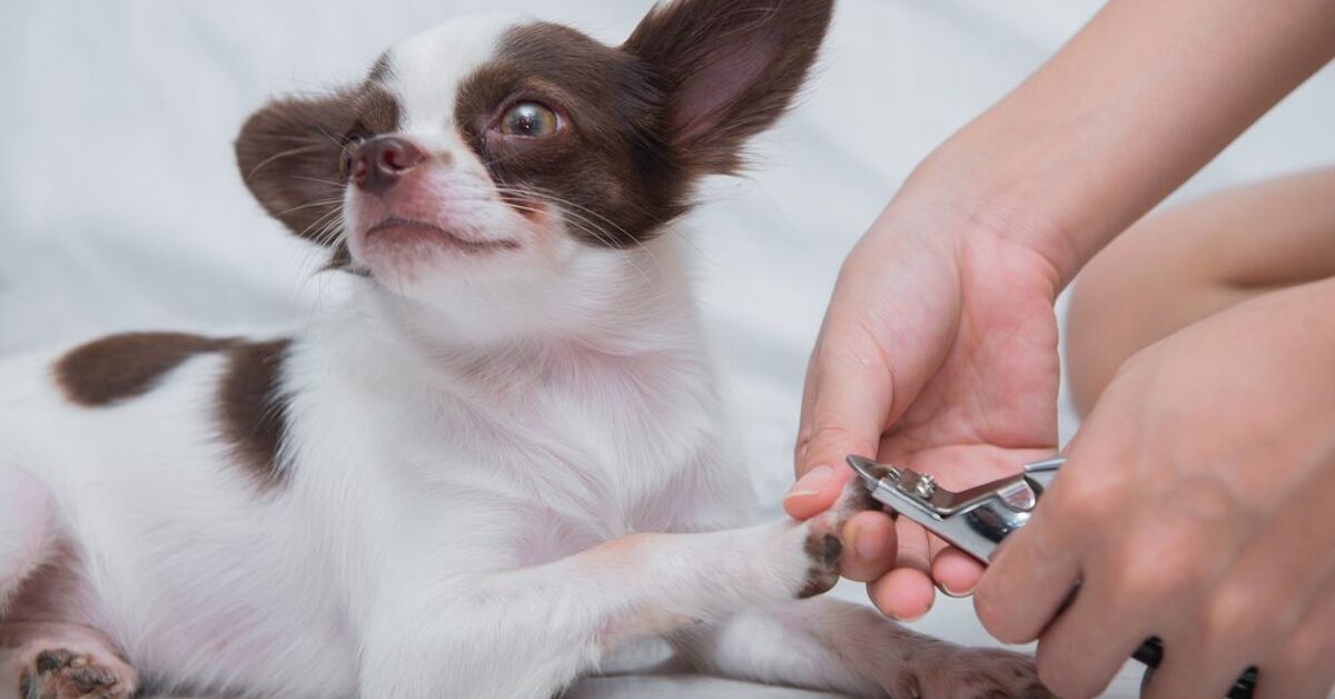 Nail Clipping Versus Grinding – Which is Best and How Do You Choose? |  PetGuide